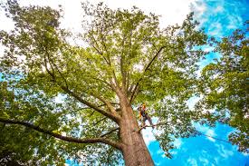 Best Stump Grinding and Removal  in USA